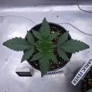 Romdog/Garlic Fever LSO + Organics !