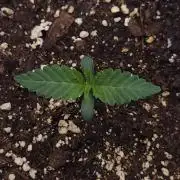 Romdog/Garlic Fever LSO + Organics !