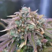 Night Owl LSO/Organics !