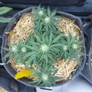 LSO Autoflowers 2.0 !