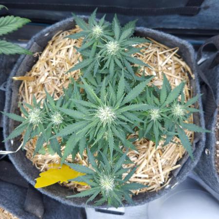 LSO Autoflowers 2.0 !