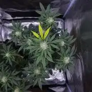 Night Owl LSO/Organics !