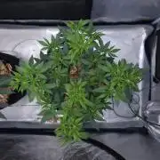 Romdog/Garlic Fever LSO + Organics !