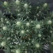 Romdog/Garlic Fever LSO + Organics !