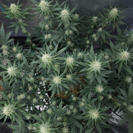 Romdog/Garlic Fever LSO + Organics !