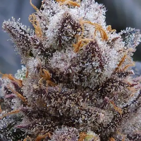 Beleaf, Ethos, Crossbone Genetics !
