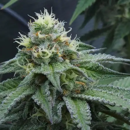 Beleaf, Ethos, Crossbone Genetics !