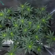 Romdog/Garlic Fever LSO + Organics !
