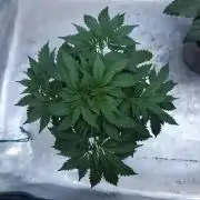 Butterbean Birdseed - Fast Flowering LSO