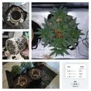 Romdog/Garlic Fever LSO + Organics !