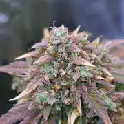 Night Owl LSO/Organics !