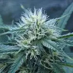 LSO Autoflowers !