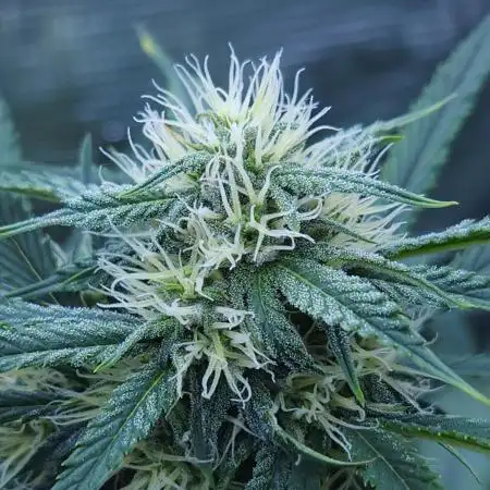 LSO Autoflowers !