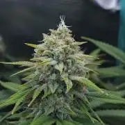 Romdog/Garlic Fever LSO + Organics !