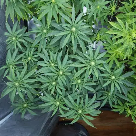 Beleaf, Ethos, Crossbone Genetics !