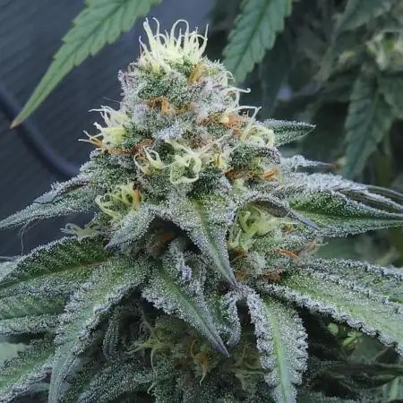 Beleaf, Ethos, Crossbone Genetics !