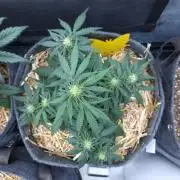 LSO Autoflowers 2.0 !
