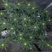 Romdog/Garlic Fever LSO + Organics !