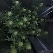 Romdog/Garlic Fever LSO + Organics !