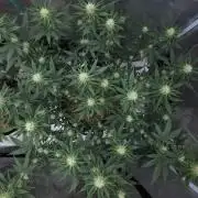 Romdog/Garlic Fever LSO + Organics !