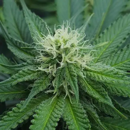 Beleaf, Ethos, Crossbone Genetics !