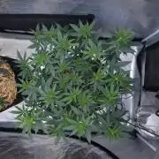 Romdog/Garlic Fever LSO + Organics !