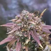 Night Owl LSO/Organics !