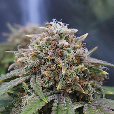 Night Owl LSO/Organics !