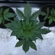 Butterbean Birdseed - Fast Flowering LSO