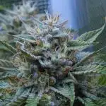 LSO Autoflowers !