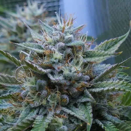LSO Autoflowers !