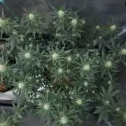 Romdog/Garlic Fever LSO + Organics !
