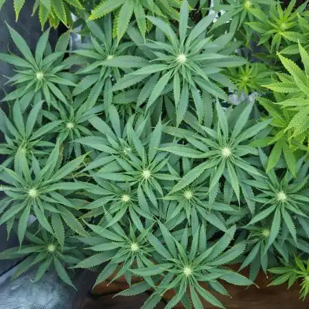 Beleaf, Ethos, Crossbone Genetics !