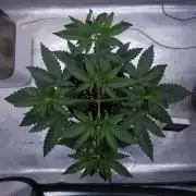 Romdog/Garlic Fever LSO + Organics !