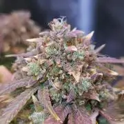 Night Owl LSO/Organics !