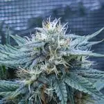 LSO Autoflowers !