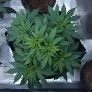 Butterbean Birdseed - Fast Flowering LSO