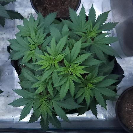 Butterbean Birdseed - Fast Flowering LSO