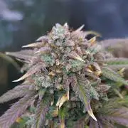 Night Owl LSO/Organics !