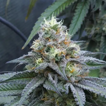 Beleaf, Ethos, Crossbone Genetics !