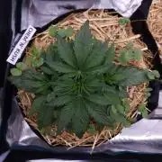 Night Owl LSO/Organics !