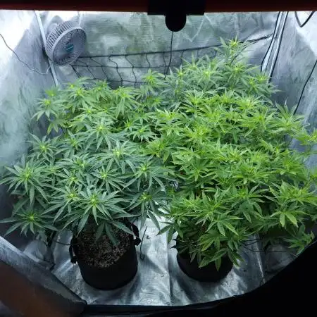 Beleaf, Ethos, Crossbone Genetics !