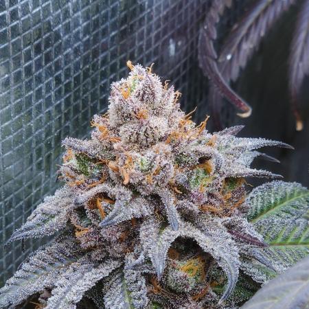 Beleaf, Ethos, Crossbone Genetics !