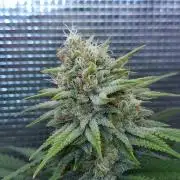 Romdog/Garlic Fever LSO + Organics !