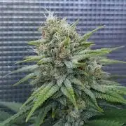Romdog/Garlic Fever LSO + Organics !