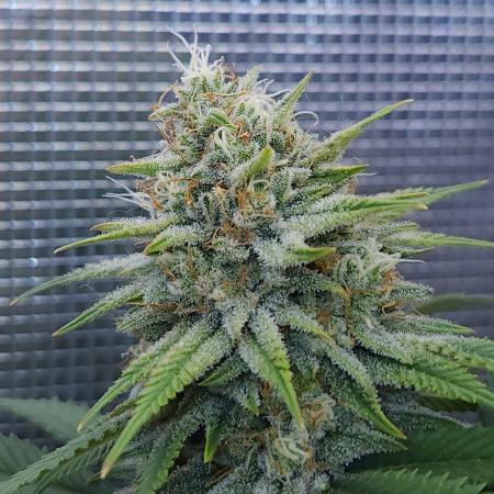 Romdog/Garlic Fever LSO + Organics !