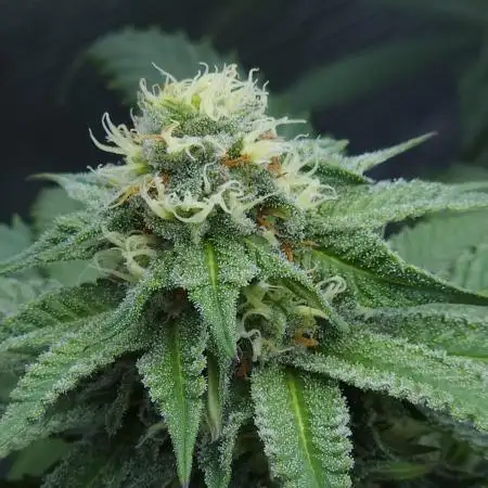 Beleaf, Ethos, Crossbone Genetics !