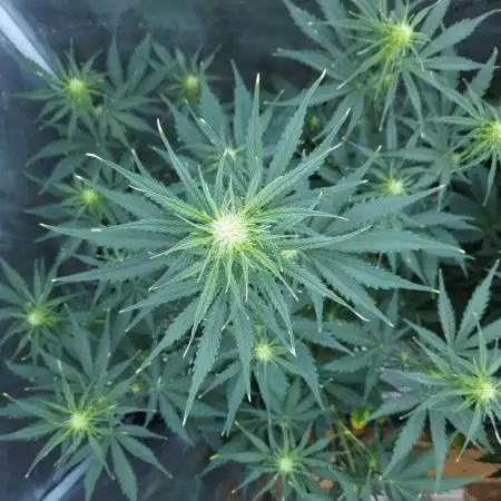 LSO Autoflowers !