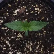Romdog/Garlic Fever LSO + Organics !