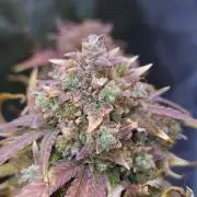 Night Owl LSO/Organics !